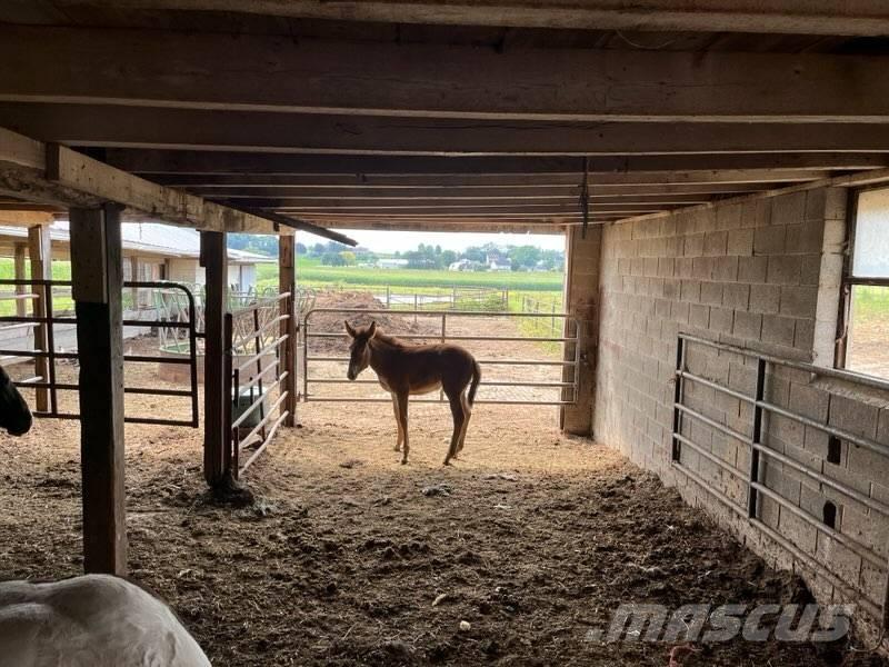  Mule Colt Άλλα μηχανήματα κτηνοτροφίας και εξαρτήματα