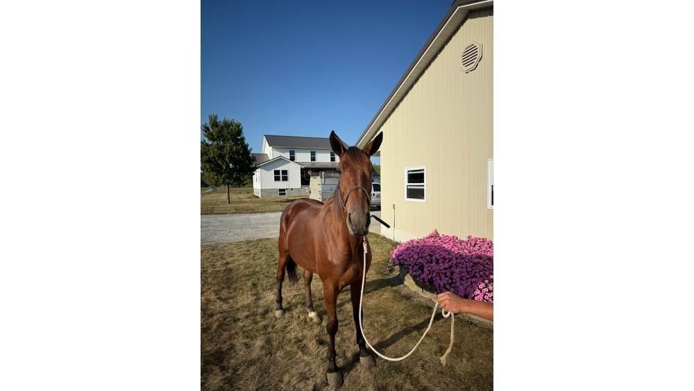  Horse Standardbred Άλλα μηχανήματα κτηνοτροφίας και εξαρτήματα