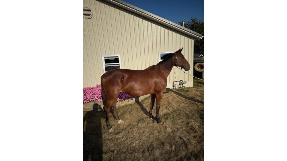  Horse Standardbred Άλλα μηχανήματα κτηνοτροφίας και εξαρτήματα