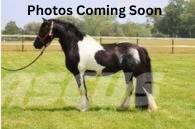  Horse Standardbred Άλλα μηχανήματα κτηνοτροφίας και εξαρτήματα
