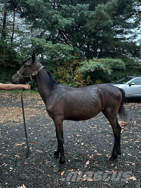  Horse Standardbred Άλλα μηχανήματα κτηνοτροφίας και εξαρτήματα