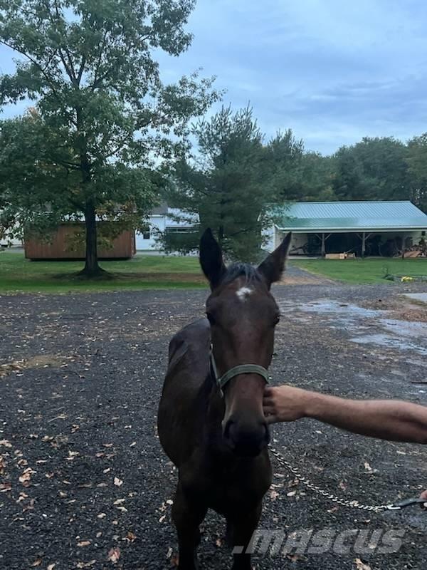  Horse Standardbred Άλλα μηχανήματα κτηνοτροφίας και εξαρτήματα