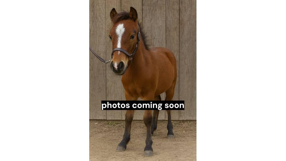  Pony Stallion 35in Εξοπλισμός αρμέγματος