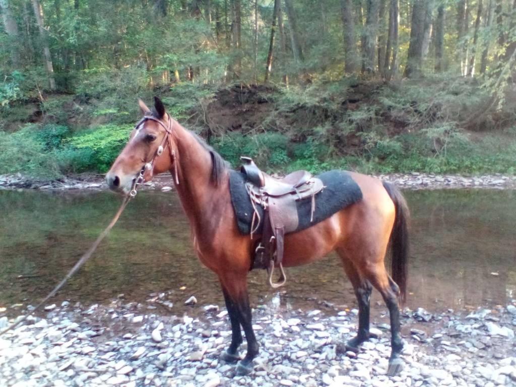 Morgan Mare Άλλα μηχανήματα κτηνοτροφίας και εξαρτήματα