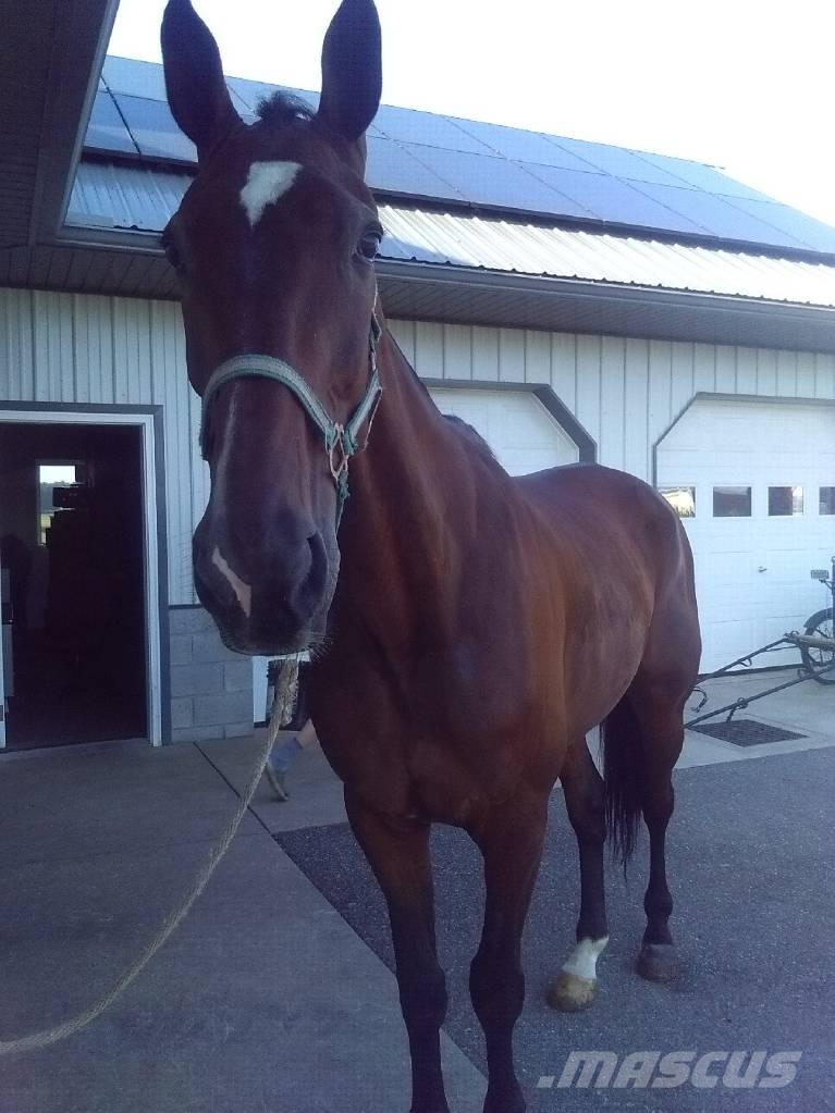  Standardbred Gelding Εξοπλισμός αρμέγματος