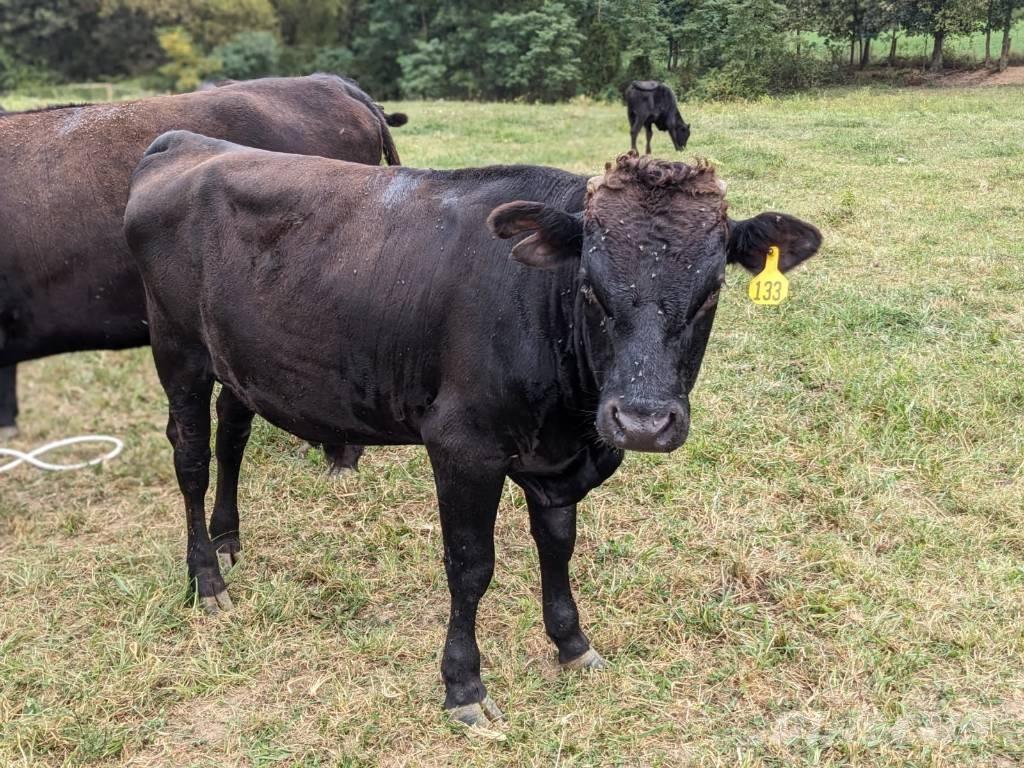 Bull (Organic Farm) Εξοπλισμός αρμέγματος