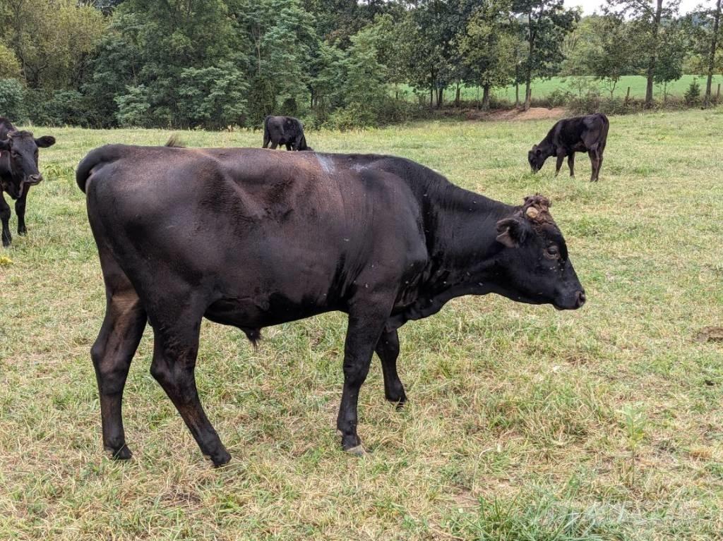 Bull (Organic Farm) Εξοπλισμός αρμέγματος