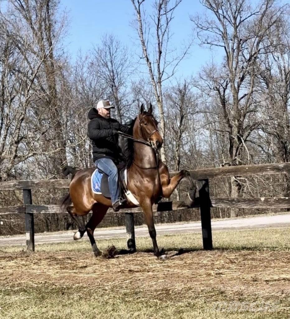  Horse Saddlebred Άλλα μηχανήματα κτηνοτροφίας και εξαρτήματα