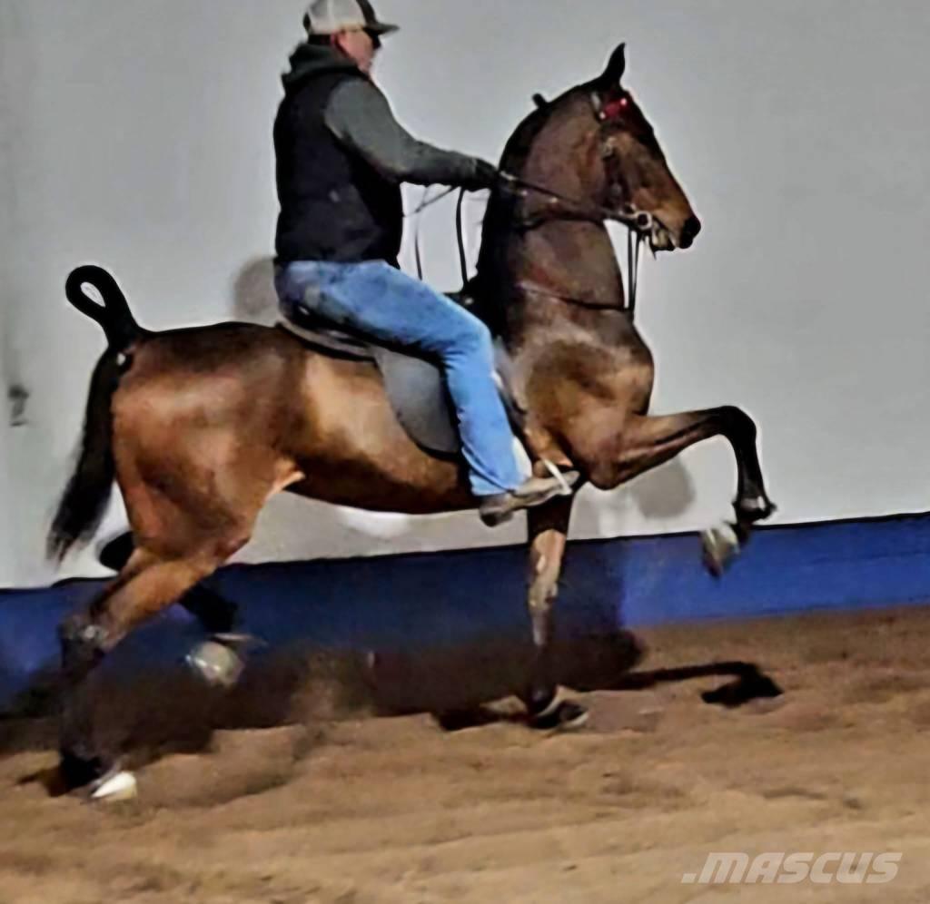  Horse Saddlebred Άλλα μηχανήματα κτηνοτροφίας και εξαρτήματα