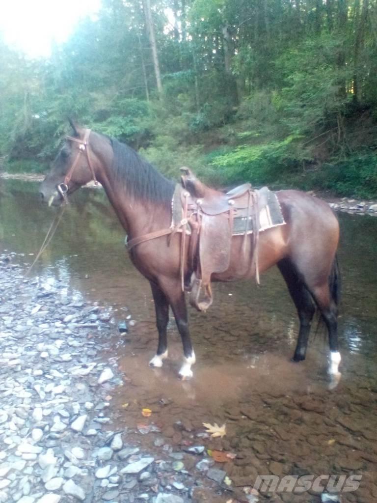  Horse Standaredbred Άλλα μηχανήματα κτηνοτροφίας και εξαρτήματα