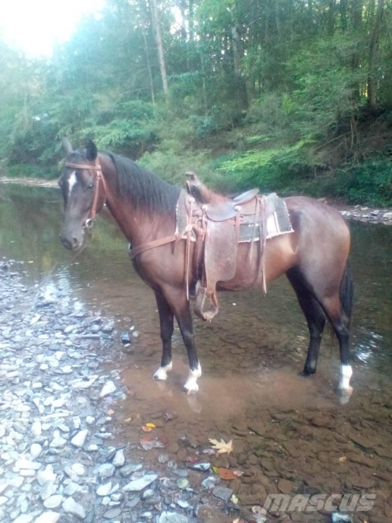  Horse Standaredbred Άλλα μηχανήματα κτηνοτροφίας και εξαρτήματα