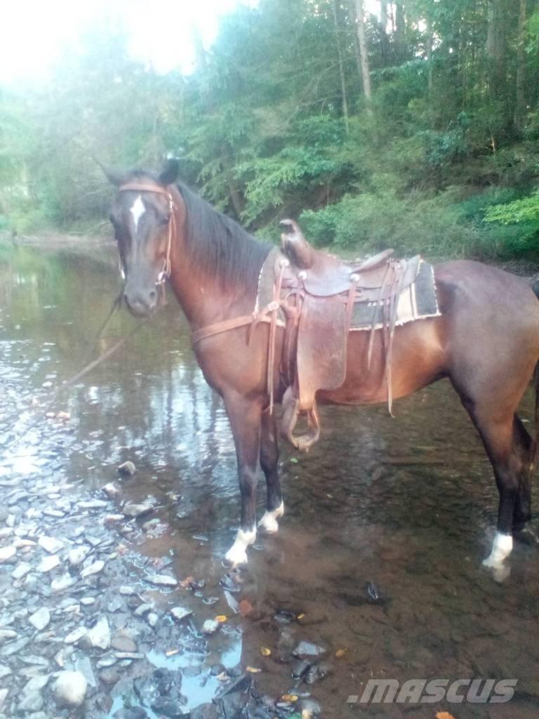  Horse Standaredbred Άλλα μηχανήματα κτηνοτροφίας και εξαρτήματα