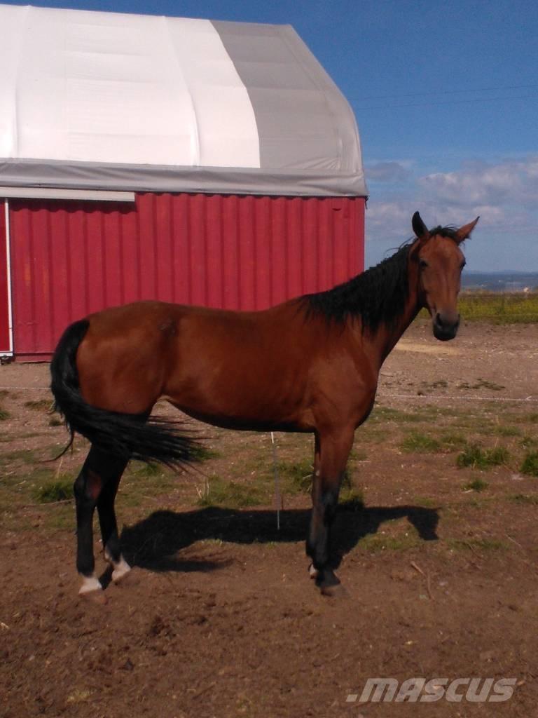  Horse Family Άλλα μηχανήματα κτηνοτροφίας και εξαρτήματα