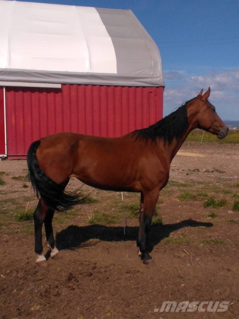  Horse Family Άλλα μηχανήματα κτηνοτροφίας και εξαρτήματα