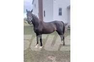  Horse Mare Άλλα μηχανήματα κτηνοτροφίας και εξαρτήματα