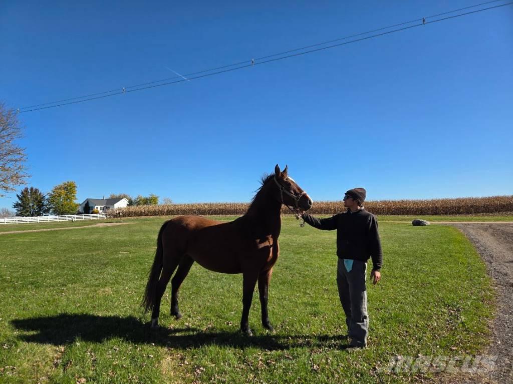  Horse Mare Άλλα μηχανήματα κτηνοτροφίας και εξαρτήματα