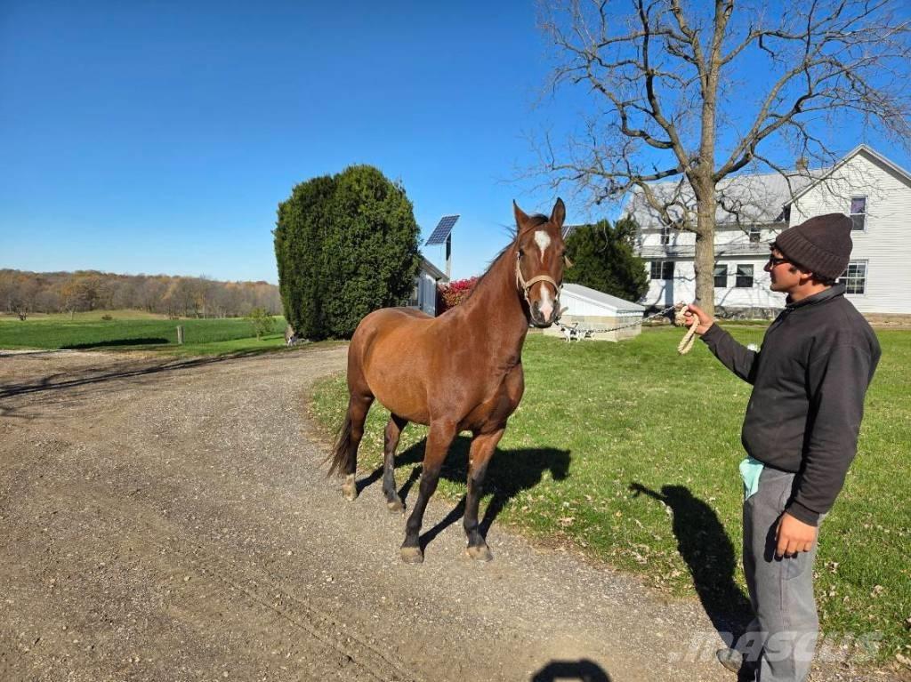  Horse Mare Άλλα μηχανήματα κτηνοτροφίας και εξαρτήματα