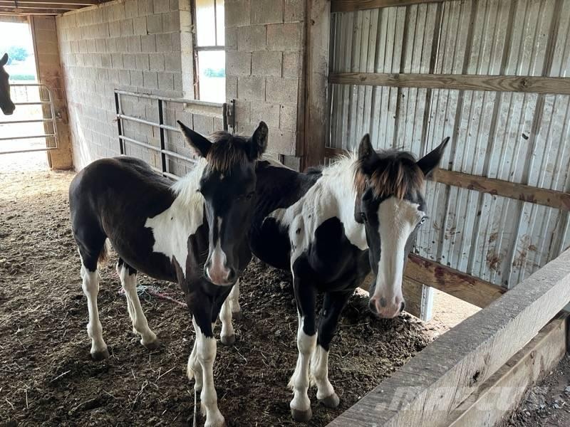  Horse Male Άλλα μηχανήματα κτηνοτροφίας και εξαρτήματα