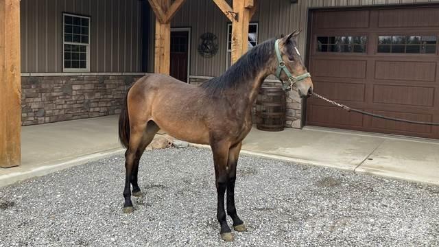 Morgan Filly Κατασκευές - Άλλα