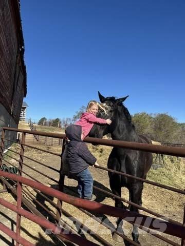  Percheron Team Κατασκευές - Άλλα
